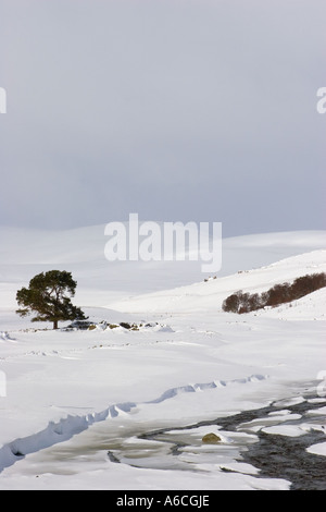 Winter-Schnee-Szene mit Silver Birch Bäume schottischen Cottage Clunie brennen A93 in der Nähe von Spittal Glenshee, Braemar, Schottland, Großbritannien Stockfoto