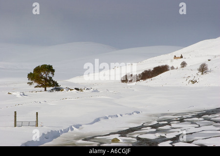 Schottischen Winter Schnee-Szene - Silber Birken & schottischen Hütte Clunie brennen A93 Spittal of Glenshee, Braemar, Schottland, Stockfoto