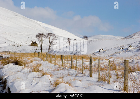 Winterschneeszene am schottischen Winterufer mit silberfarbenen Birchbäumen und ruiniertem Cottage Clunie Burn A 93 Spittal of Glenshee, Braemar, Schottland, Stockfoto