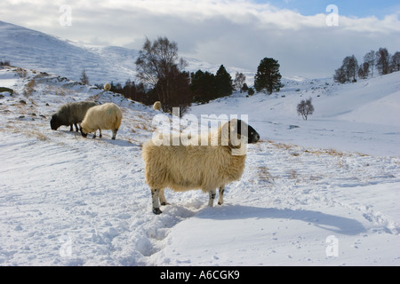 Scottish Blackface Schafe im Schnee. Ländlichen Bauernhof Winterlandschaft Szene an Gairnshiel, Aberdeenshire, Cairngorms oder Cairngorm National Park, Schottland Großbritannien Stockfoto