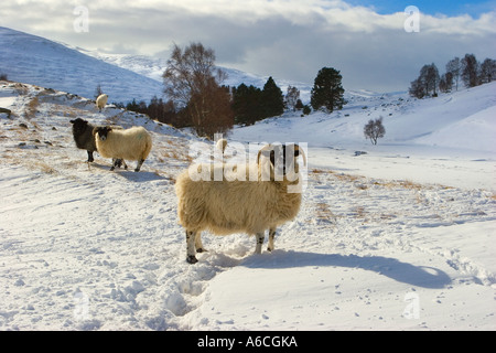 Scottish Blackface Schafe im Schnee. Ländlichen Bauernhof Winterlandschaft Szene an Gairnshiel, Aberdeenshire, Cairngorms oder Cairngorm National Park, Schottland Großbritannien Stockfoto