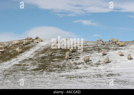 Scottish Blackface Schafe im Schnee. Ländlichen Bauernhof Winterlandschaft Szene an Gairnshiel, Aberdeenshire, Cairngorms oder Cairngorm National Park, Schottland Großbritannien Stockfoto