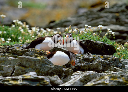 Atlantik Vögel stehen auf Felsbrocken auf einer Insel vor der Küste Irlands, wilden Atlantik, County Kerry, Irland Stockfoto