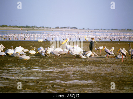 Sammlung von afrikanischen Pfütze Vögel stehen zusammen auf einem Salzsee Stockfoto