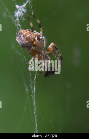 Spinne und Beute Stockfoto