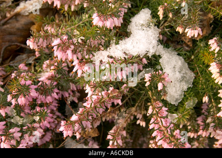 Springwood rosa Erica Carnea im winter Stockfoto