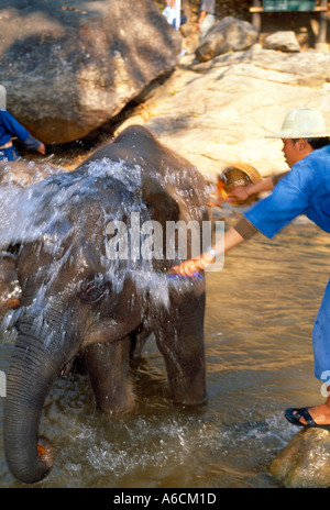 Mahout werfen Wasser auf einem Elefanten in einem Wasserbecken liegend Stockfoto