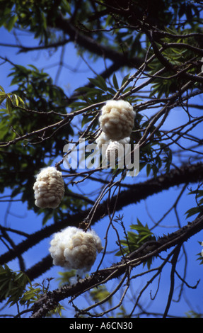 GARTENBAU CEIBA PENTANDRA KAPOK Stockfoto