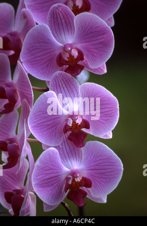 GARTENBAU PHALAENOPSIS MOTH ORCHID Stockfoto