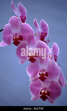 GARTENBAU PHALAENOPSIS MOTH ORCHID Stockfoto