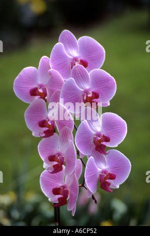 GARTENBAU PHALAENOPSIS MOTH ORCHID Stockfoto