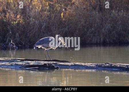 Porträt von Blue Heron Stockfoto