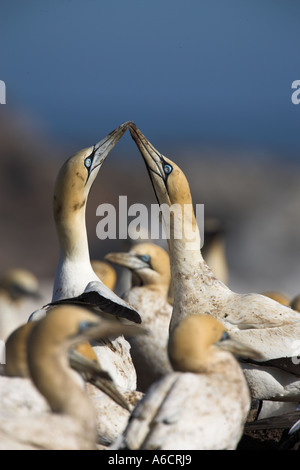 Cape Basstölpel Balz in Tölpelkolonie auf Bird Island Lamberts Bay Western Cape Südafrika Stockfoto