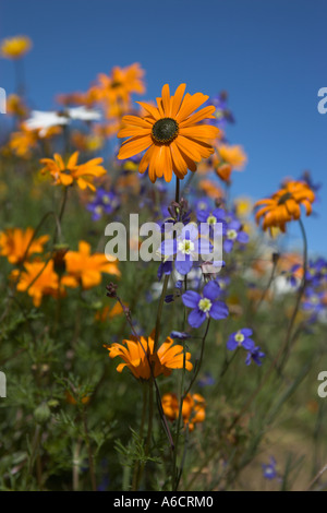Namaqualand Gänseblümchen und Wildblumenwiese Ramskop Wildflower Garden Clanwilliam Western Cape Südafrika Stockfoto