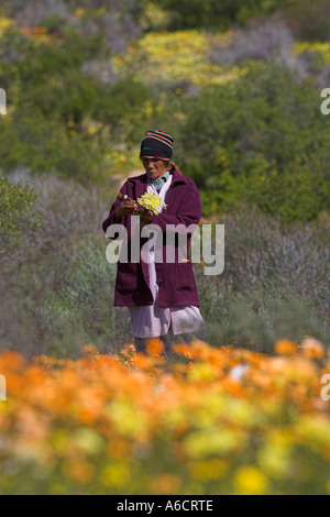 Frau Kommissionierung Wildblumen im Biedouw Valley im Frühjahr Cedarberg Western Cape Südafrika Stockfoto