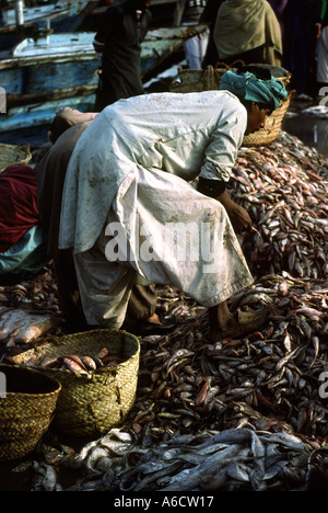 Pakistan Sind Karachi Fisch Hafen Fisch zum Verkauf sortiert Stockfoto