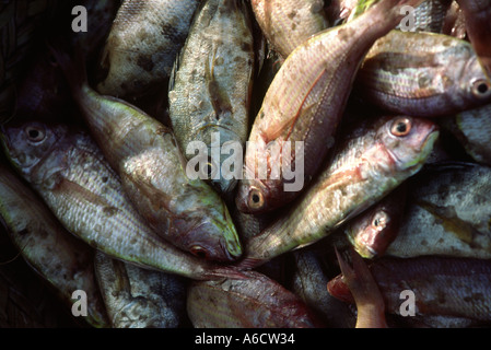 Pakistan Sind Karachi Fisch Hafen Fisch in Haufen Stockfoto