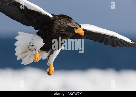 Steller der Seeadler im Flug, Nemuro Kanal, Hokkaido, Japan Stockfoto