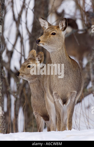 Sika Hirsch Reh und Young, Hokkaido, Japan Stockfoto