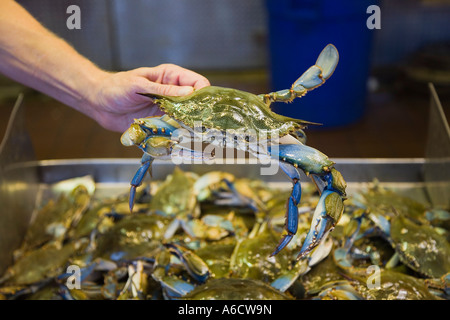 Hand, die Krabbe am Fischmarkt Stockfoto