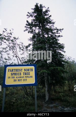 Alaskas Dalton Highway am weitesten nördlich Fichte Stockfoto