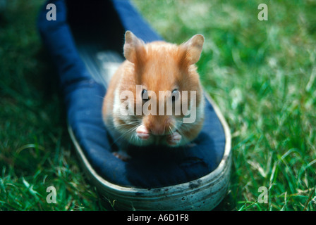 Die pet Hamster, die in einem Schuh gelebt Stockfoto