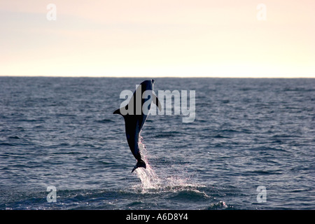 Springende dusky Dolphin vor der Küste von Kaikoura, Südinsel, Neuseeland, Rückenflossen deutlich sichtbar Stockfoto