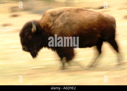 Bison laufen im Custer State Park in South Dakota Stockfoto