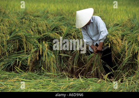 Reisernte, Thai Nguyen Province, Vietnam Stockfoto