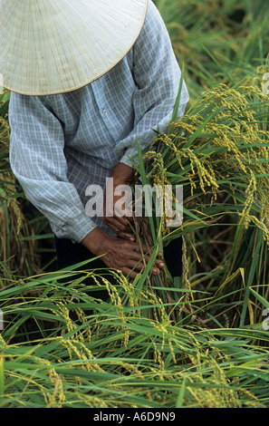 Reisernte, Thai Nguyen Province, Vietnam Stockfoto