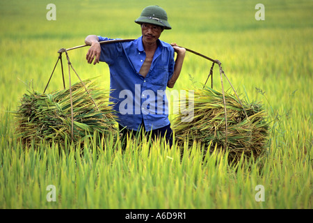 Reisernte, Thai Nguyen Province, Vietnam Stockfoto