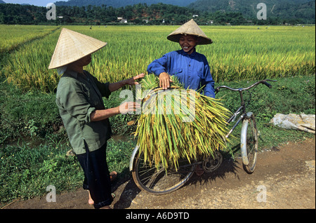 Reisernte, Thai Nguyen Province, Vietnam Stockfoto