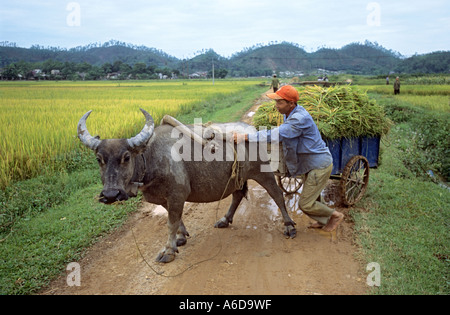 Reisernte, Thai Nguyen Province, Vietnam Stockfoto