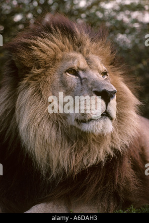 Atlas oder Barbary Lion (Panthera leo leo). Ausgestorben in freier Wildbahn früher Marokko. Captive im Port Lympne Wild Animal Park, Kent, Großbritannien Stockfoto