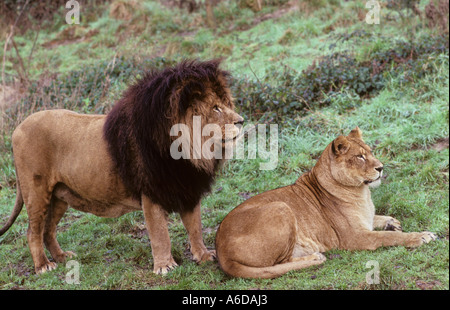 Atlas oder Barbary Lion (Panthera leo leo). Ausgestorben in freier Wildbahn früher Marokko. Captive im Port Lympne Wild Animal Park, Kent, Großbritannien Stockfoto