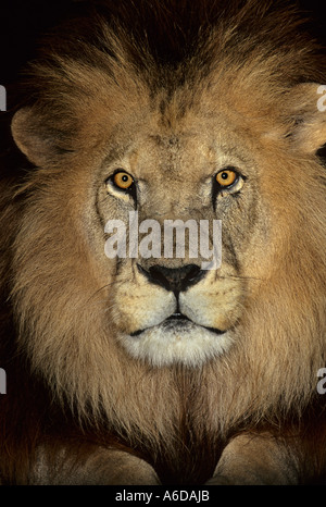 Atlas oder Barbary Lion (Panthera leo leo). Ausgestorben in freier Wildbahn früher Marokko. Captive im Port Lympne Wild Animal Park, Kent, Großbritannien Stockfoto