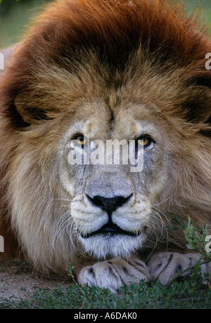 Atlas oder Barbary Lion (Panthera leo leo). Ausgestorben in freier Wildbahn früher Marokko. Captive im Port Lympne Wild Animal Park, Kent, Großbritannien Stockfoto