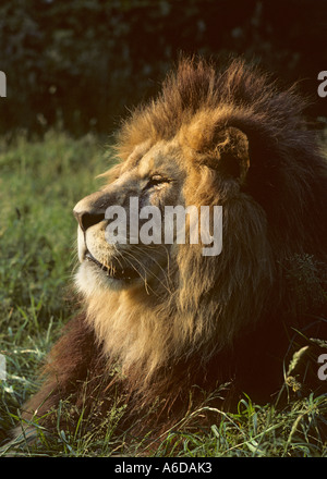 Atlas oder Barbary Lion (Panthera leo leo). Ausgestorben in freier Wildbahn früher Marokko. Captive im Port Lympne Wild Animal Park, Kent, Großbritannien Stockfoto