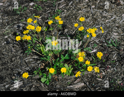 Kalifornien hahnenfuß Ranunculus californicus Stockfoto