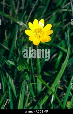 24371a California Hahnenfuß Ranunculus californicus Stockfoto