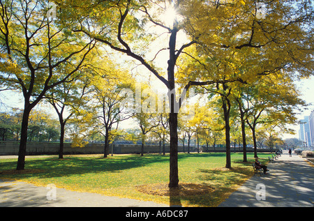 Fall colors in Grant Park Chicago Illinois Stockfoto