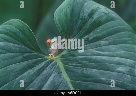RED EYED Laubfrosch Agalychnis callidryas Stockfoto
