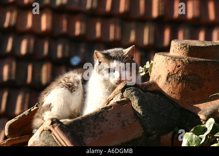 Katze auf sonnigen Dach Stockfoto