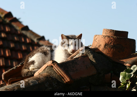 Katze auf sonnigen Dach Stockfoto