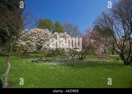 Magnolien blühen im Bute Park, Cardiff, Südwales, UK Stockfoto