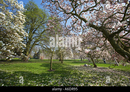 Magnolien blühen im Bute Park, Cardiff, Südwales, UK Stockfoto