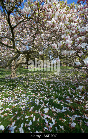 Magnolien blühen im Bute Park, Cardiff, Südwales, UK Stockfoto