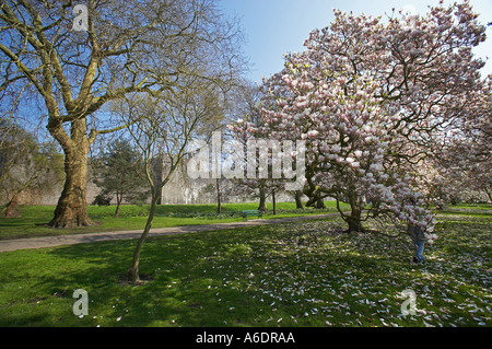 Magnolien blühen im Bute Park, Cardiff, Südwales, UK Stockfoto