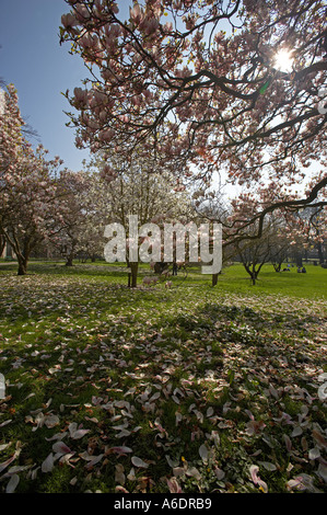 Magnolien blühen im Bute Park, Cardiff, Südwales, UK Stockfoto