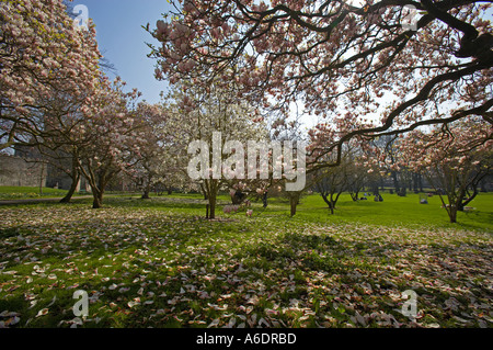 Magnolien blühen im Bute Park, Cardiff, Südwales, UK Stockfoto